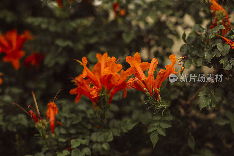 金银花海角(Tecoma capensis)特写视图